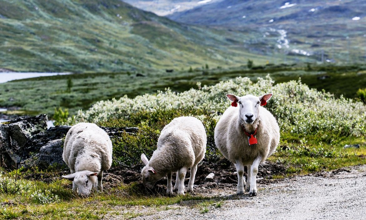 What to Do if You Wash a Diaper in the Washing Machine Haus of Boys