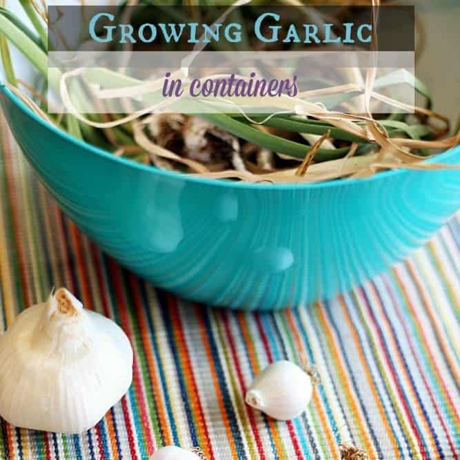 Growing Garlic in Containers