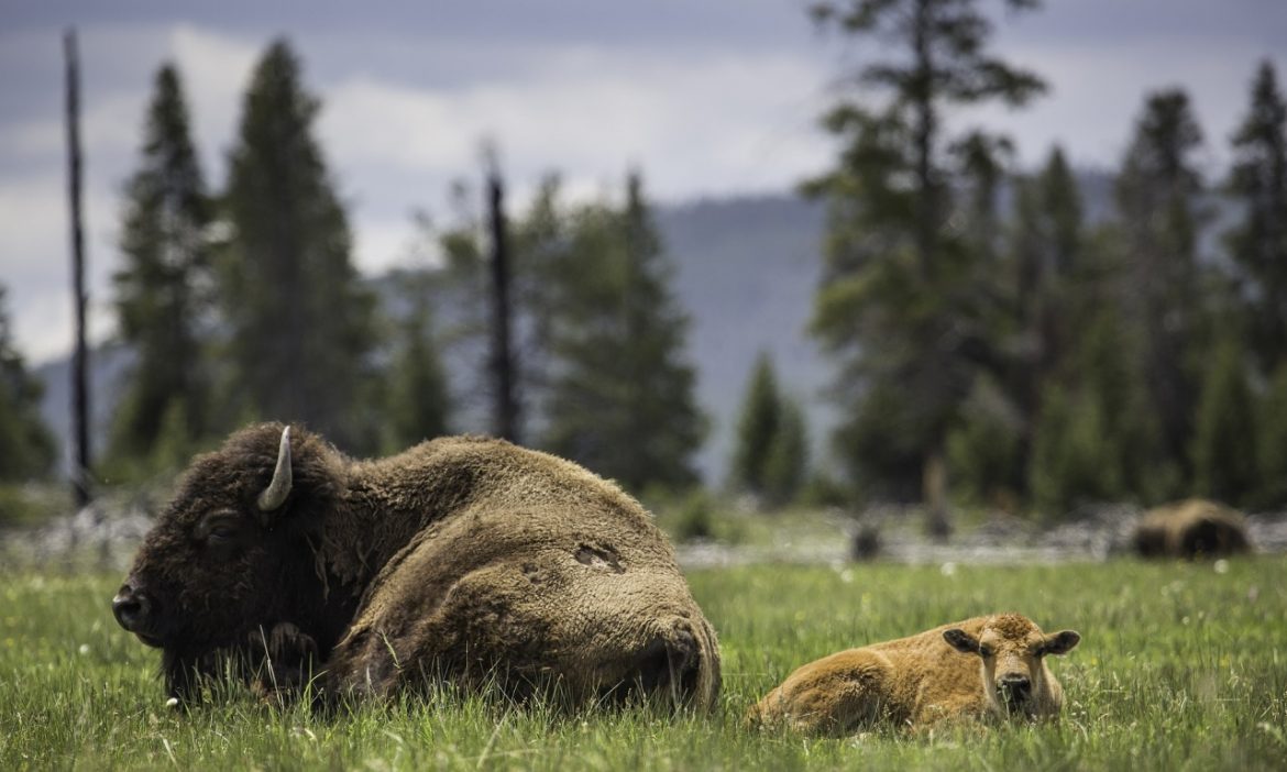 10 Things to Do with the Kids in The Black Hills of South Dakota The