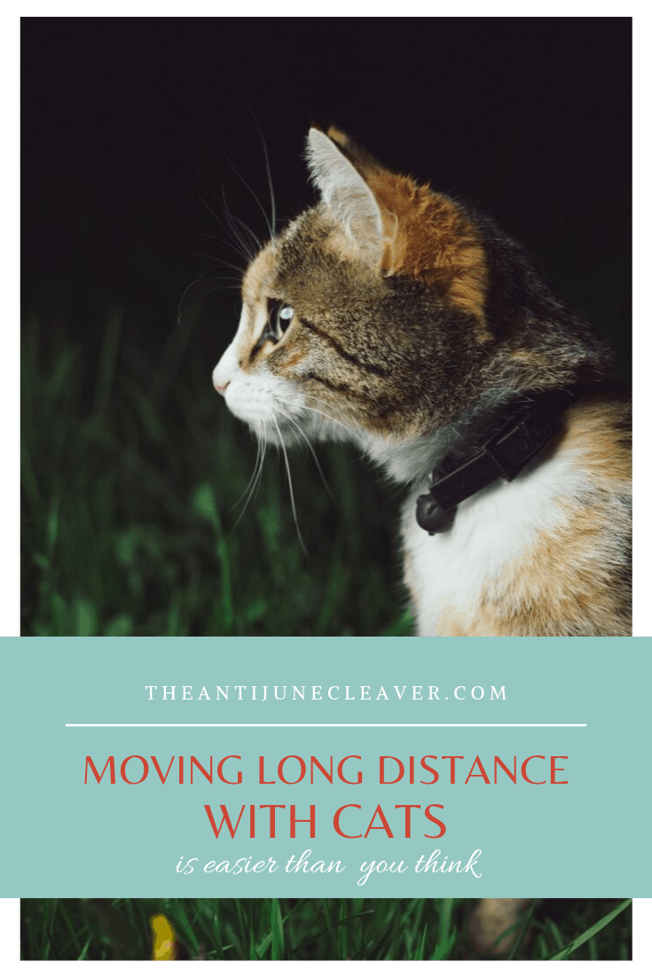 Moving Long Distance with Cats is Easier than You Think Haus of Boys