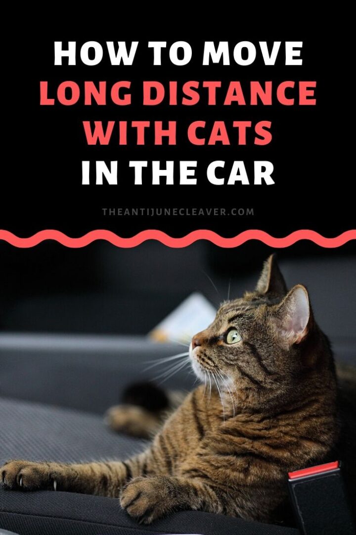 Moving Long Distance with Cats is Easier than You Think Haus of Boys