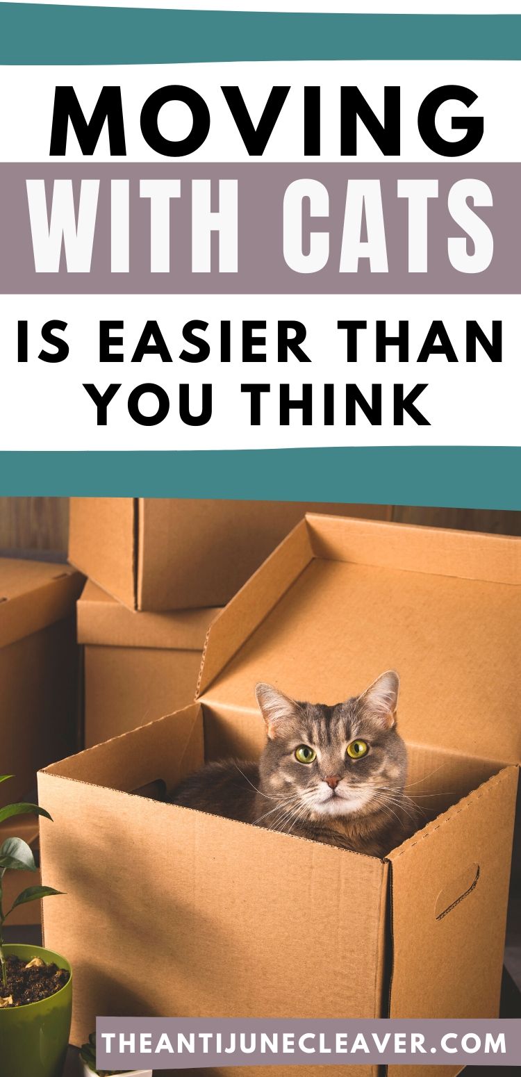 Moving Long Distance with Cats is Easier than You Think Haus of Boys