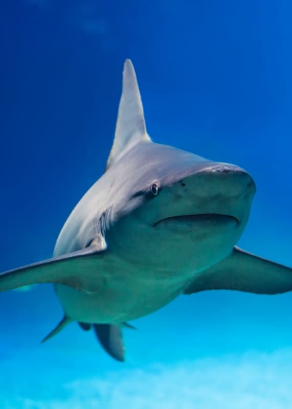 About Sharks For Kids Free Printable Workbook Haus Of Boys