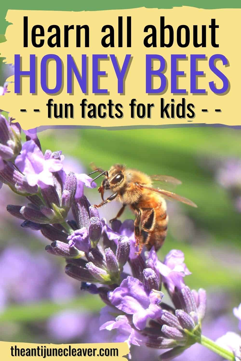 Honey Bees: Fun Facts for Kids + Printable Worksheets | Haus of Boys